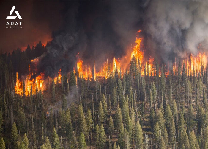 اقدامات مهم پس از مهار آتش سوزی جنگل